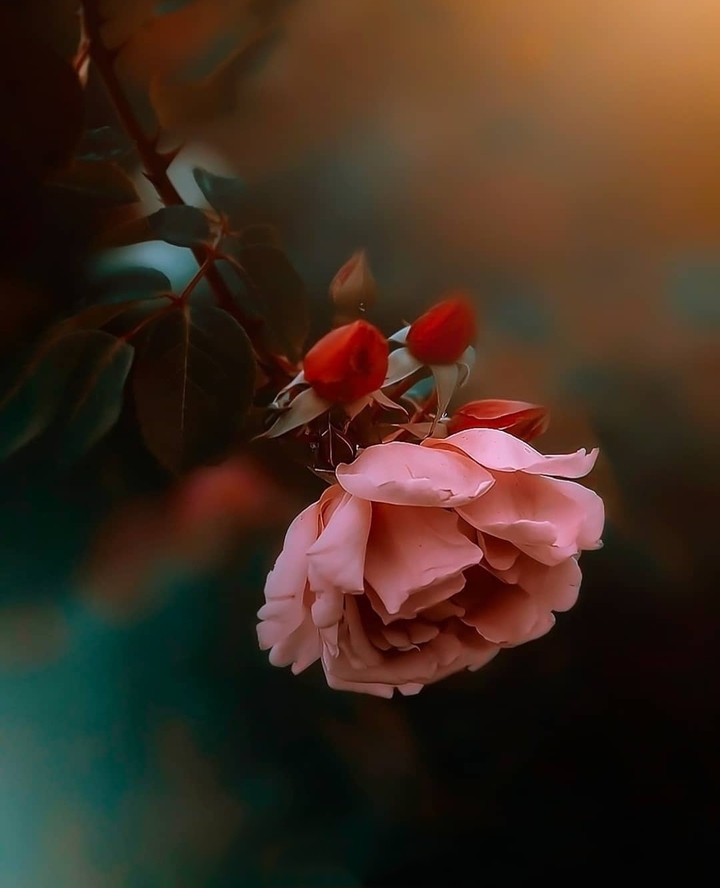 #rose