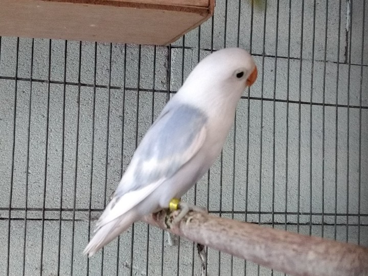 d  blue​ opaline​