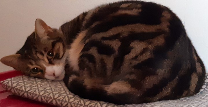 juste mon chat             just my cat