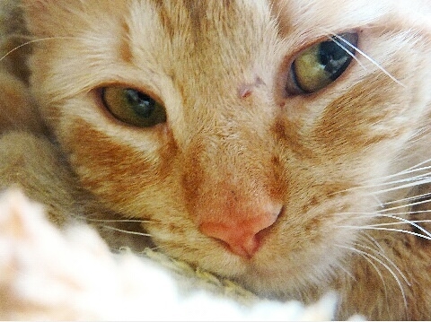 Windows of soul :)