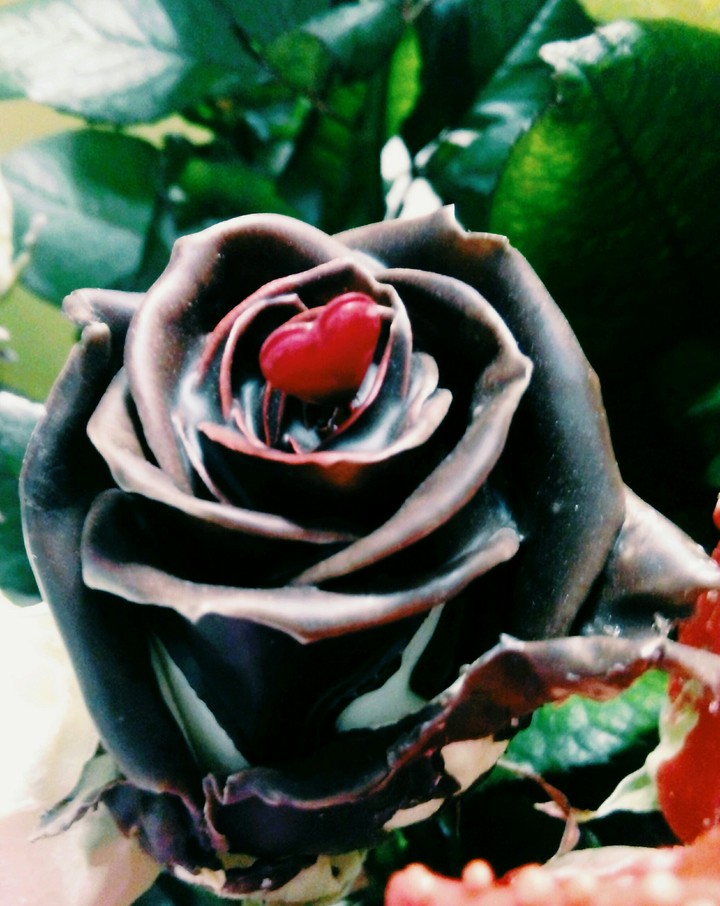 chocolate rose