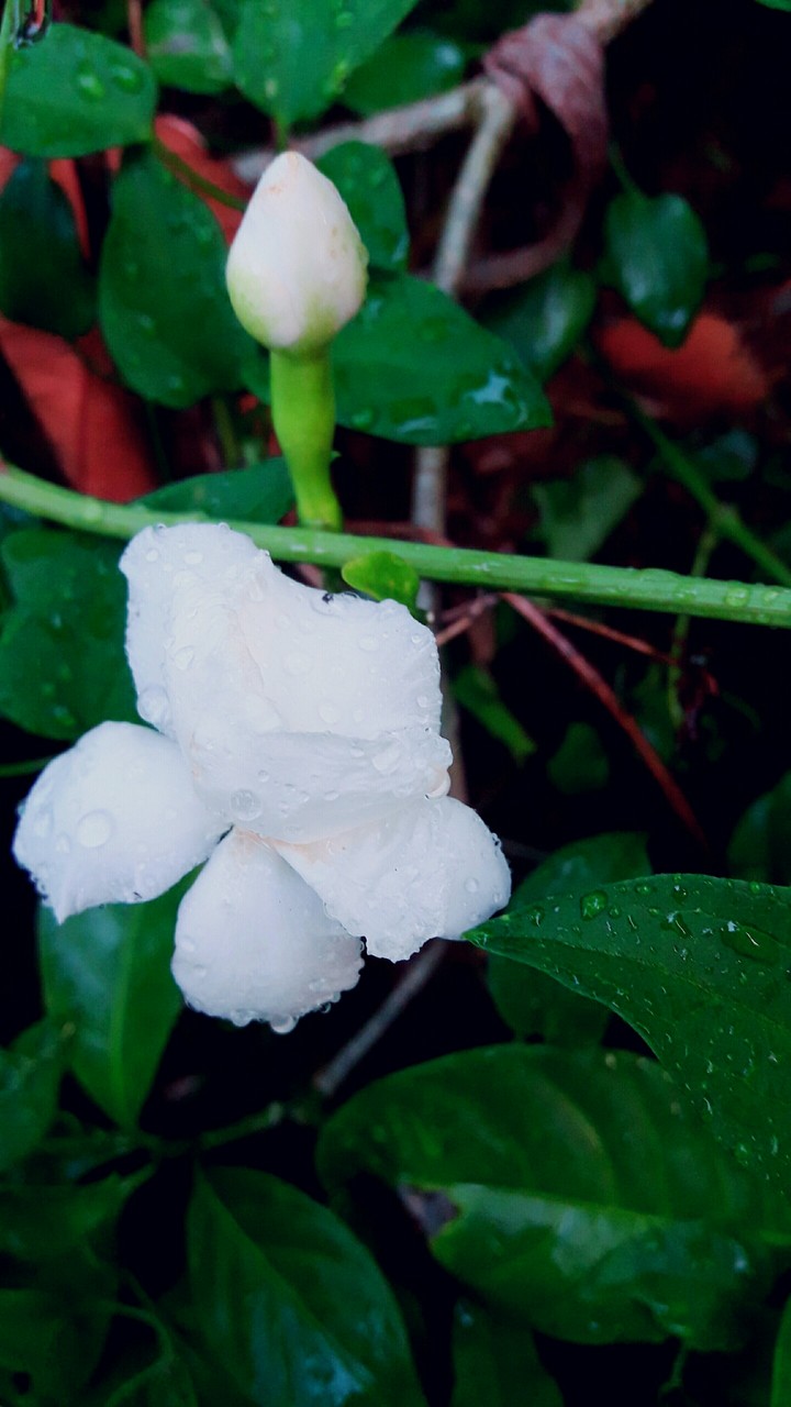 jasmine