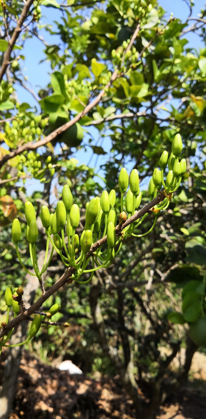 Flower Buds