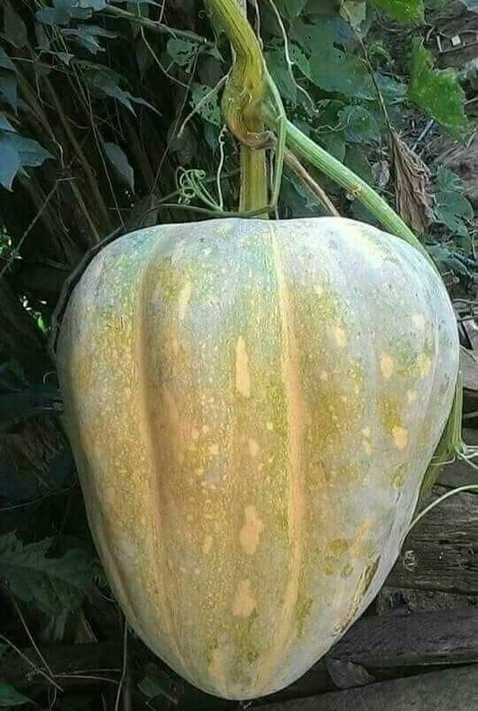 Vejam que coisa linda apreciem amigos.