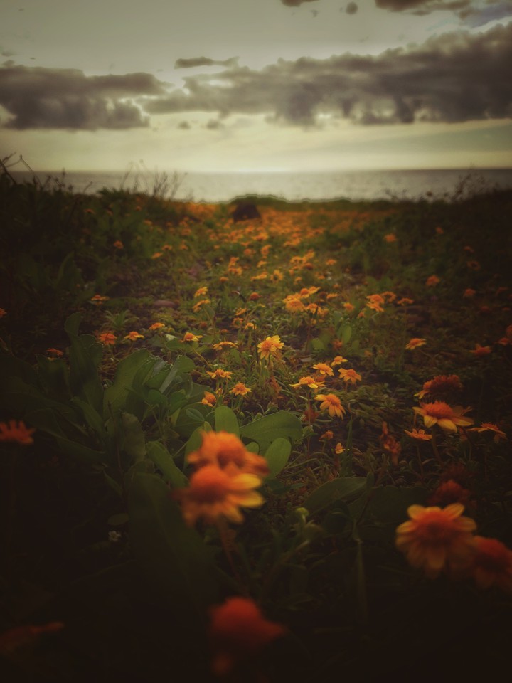 all my pictures is take whit  an Samsung galaxy s9