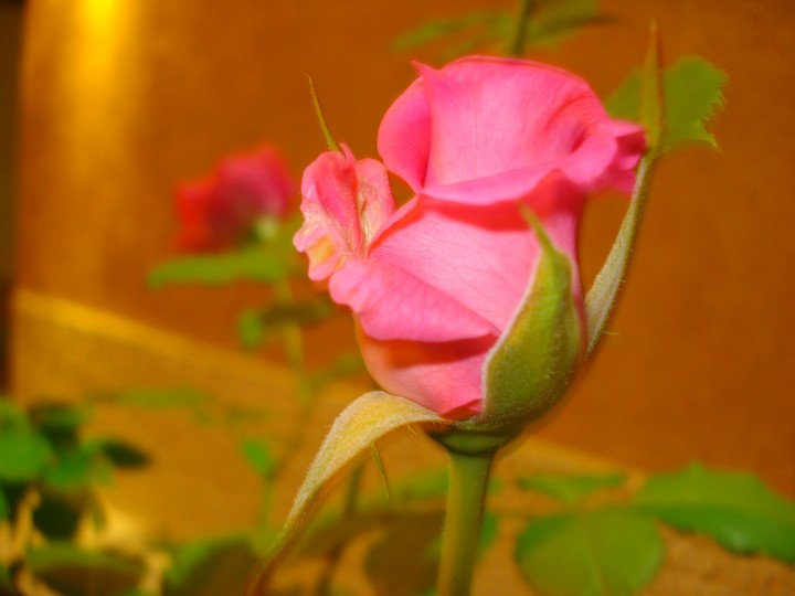 rose 4
