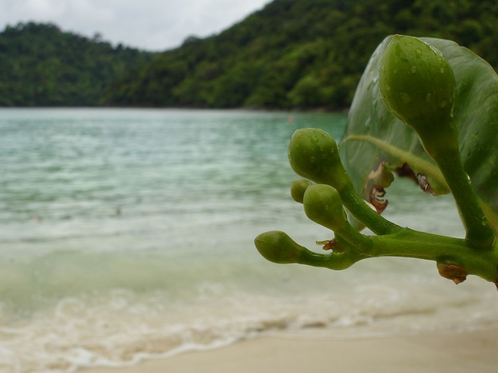 Green on the sea.