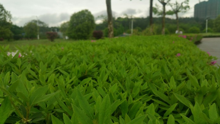 green
