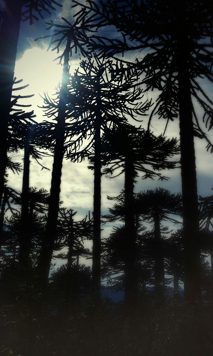 araucaria