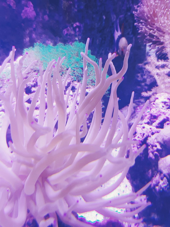 plantas marinas