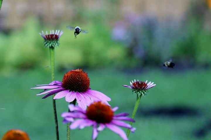 Flowers & Bees