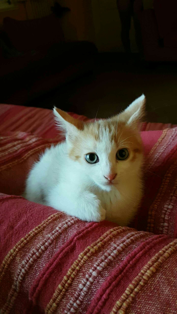 cat