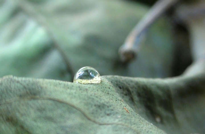 water drops