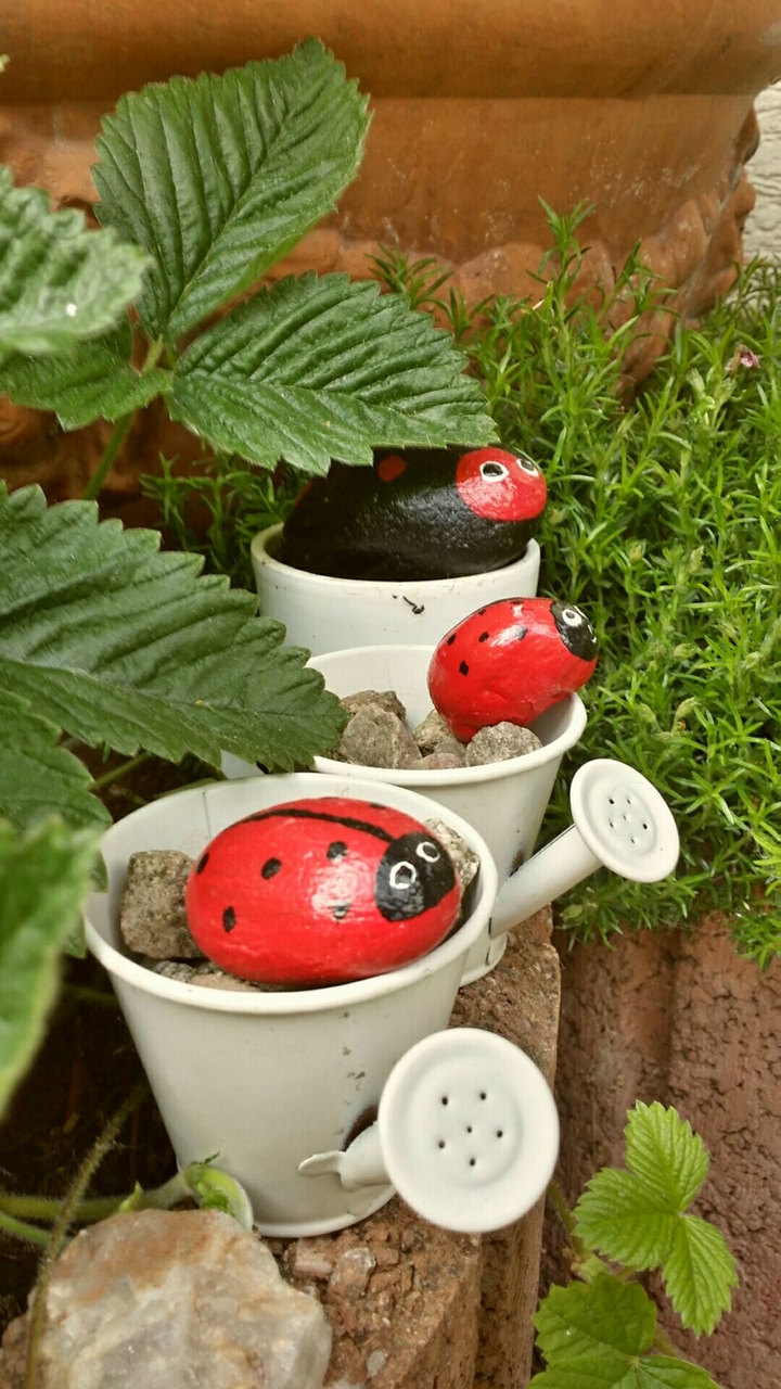 coccinelles