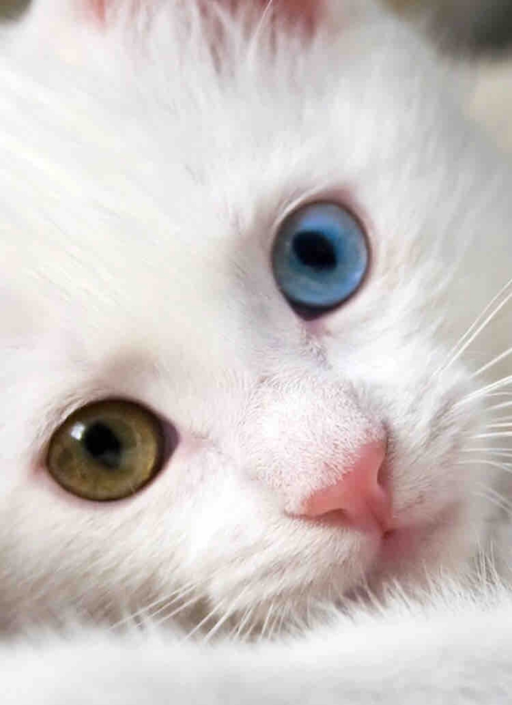 얼굴