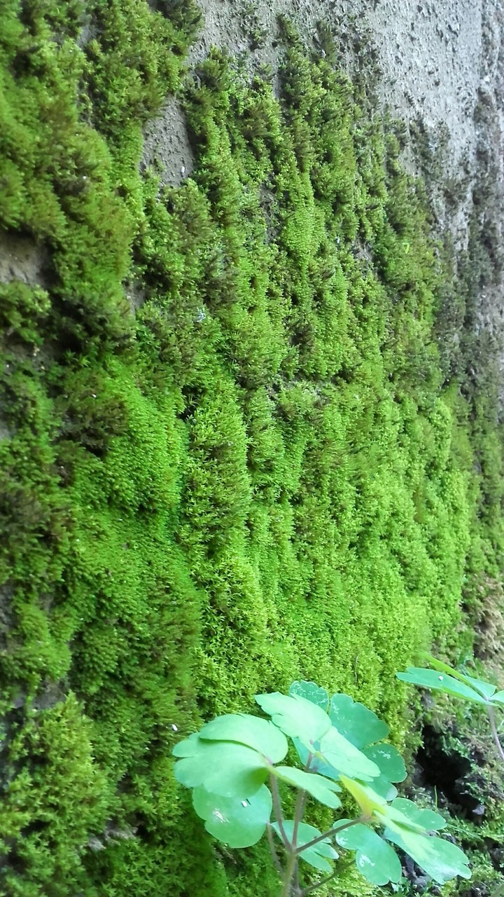 mousse