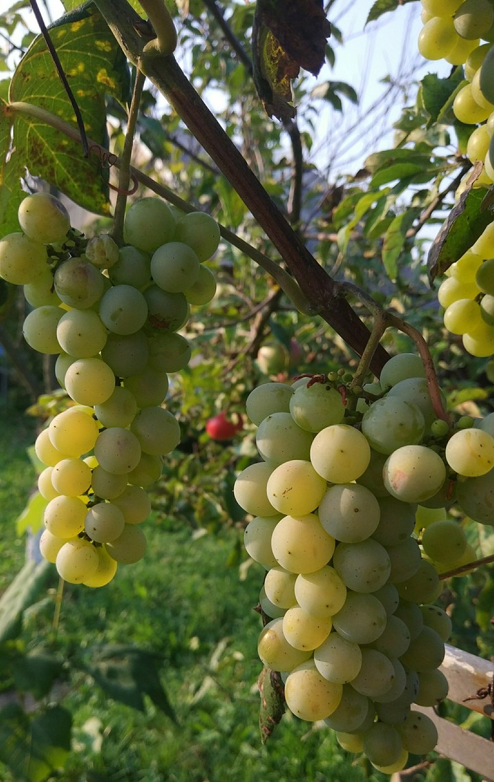 white grapes