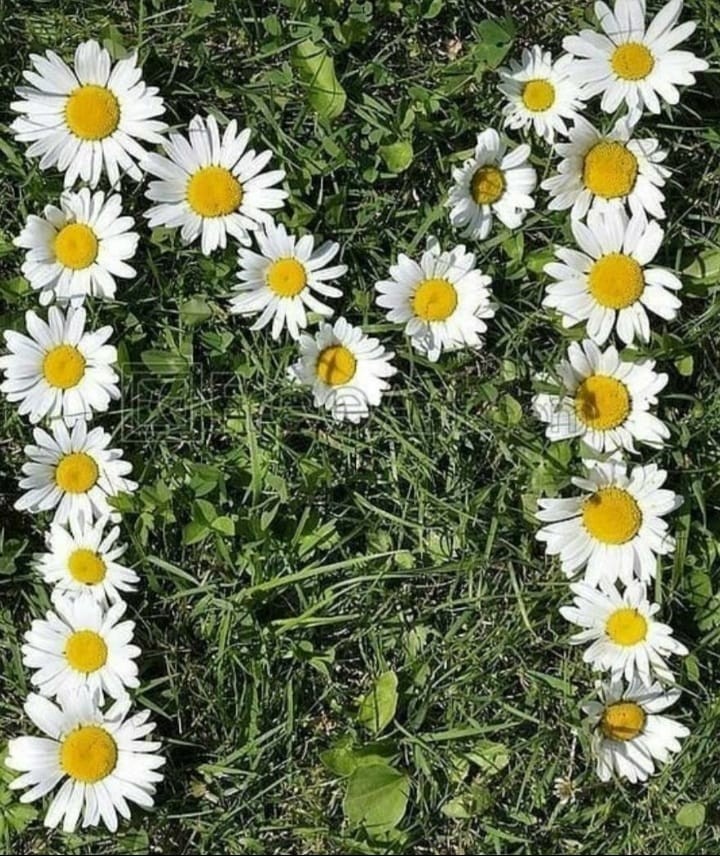 عمري ،mimo