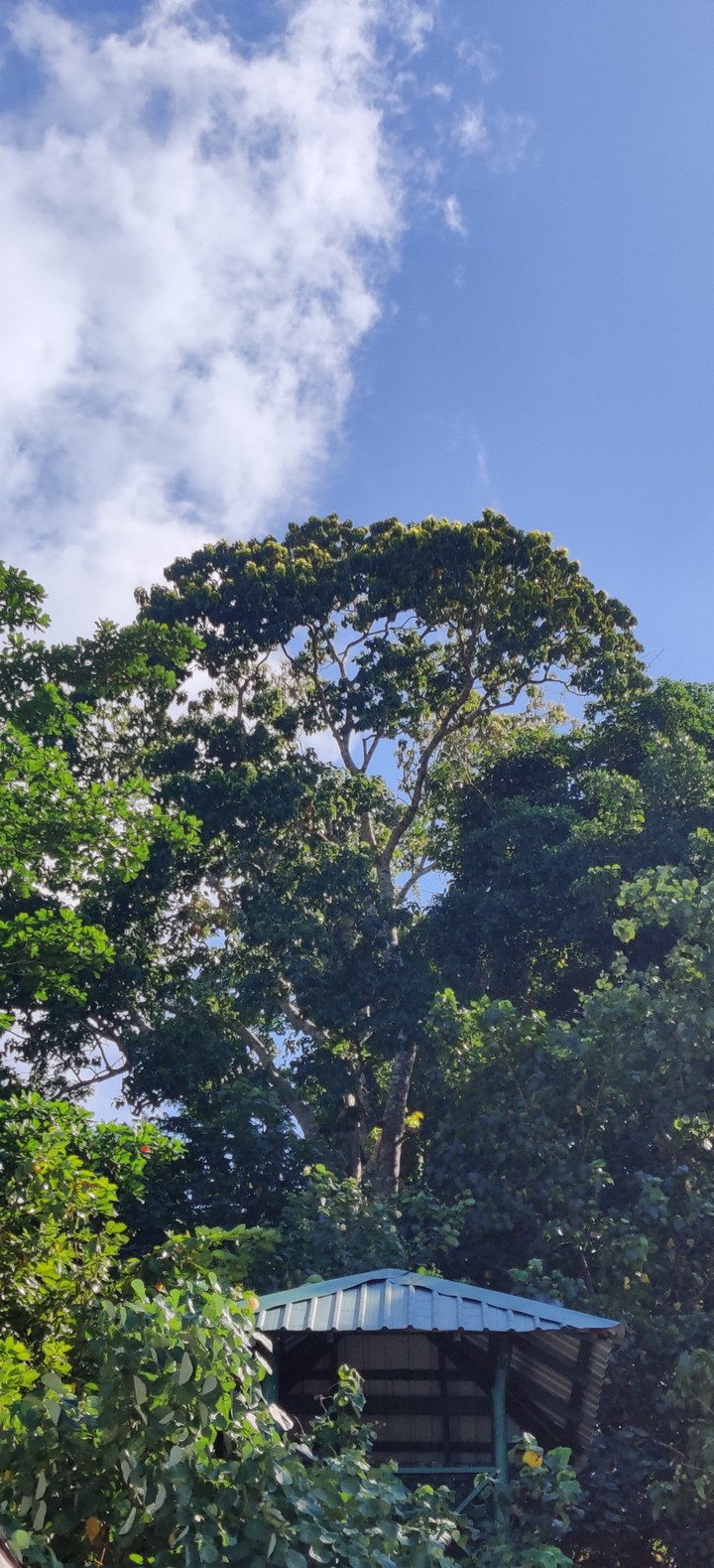 Tree House at Elephant Beach
