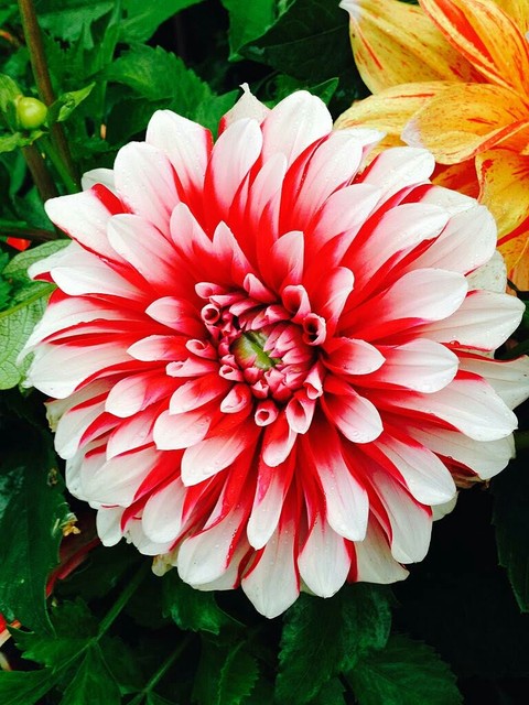 plant, dahlia háttérképek
