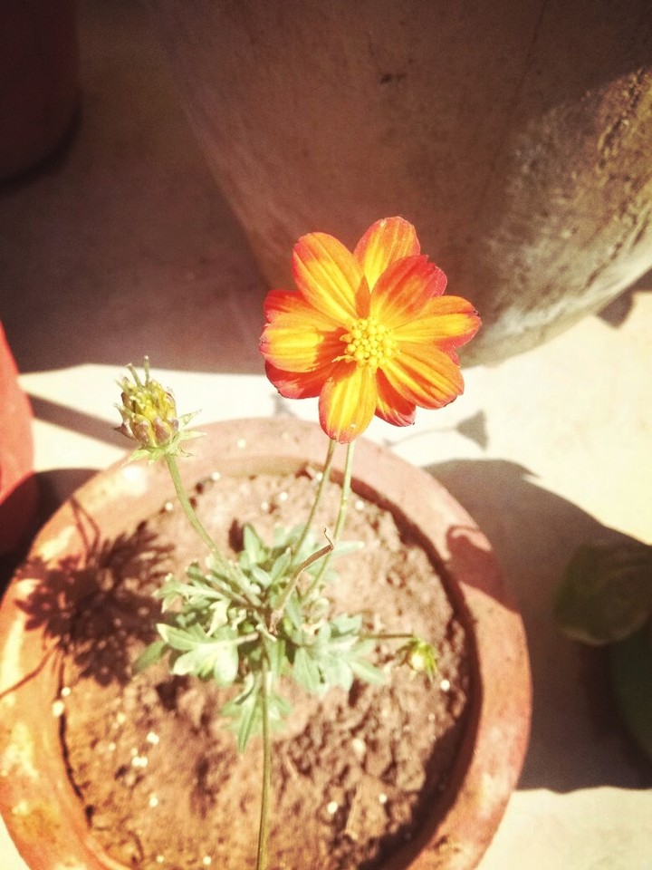 flower