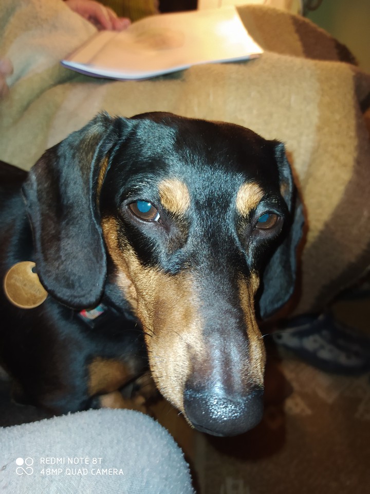 My dog
