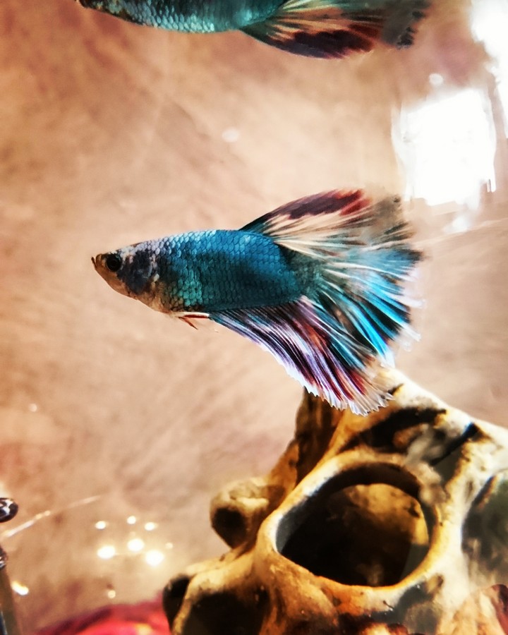 beautiful fish