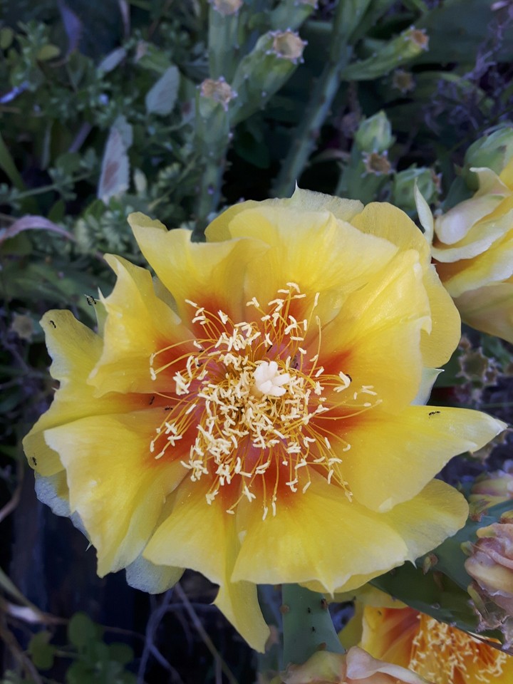 Cactus flower
