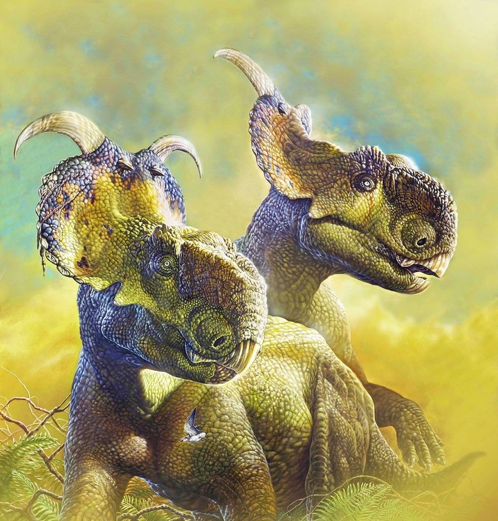 patchyceratops