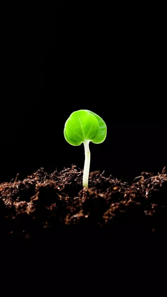 growth