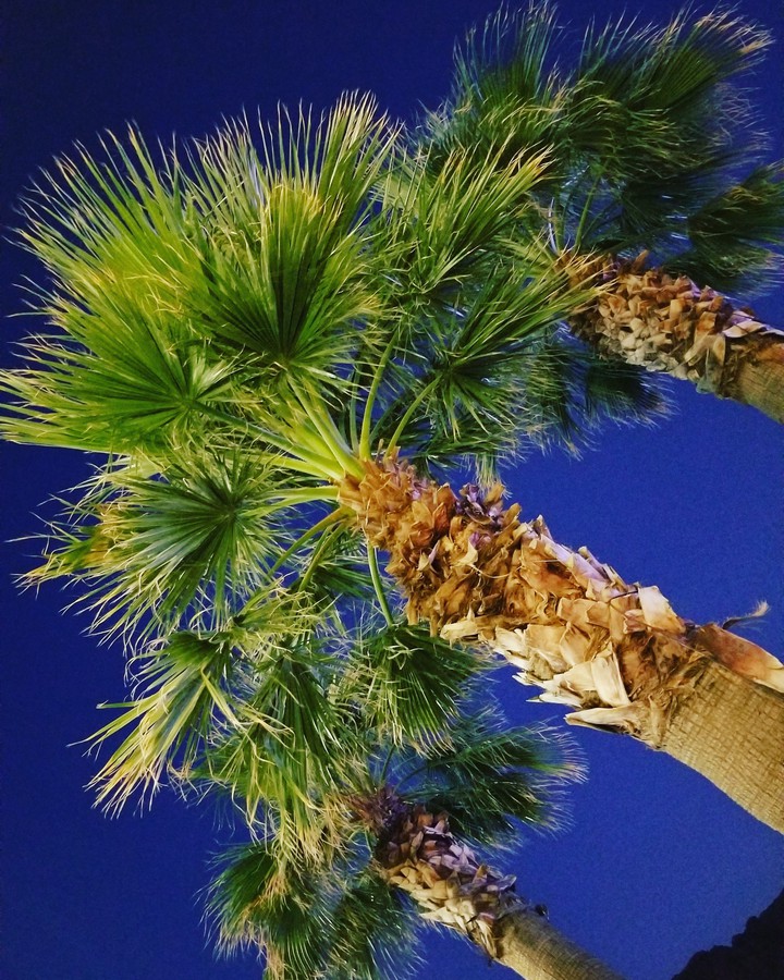 Palm Trees At Night