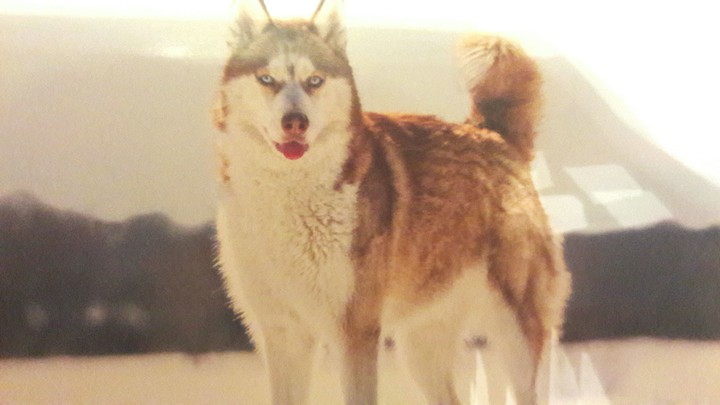 sweet dog