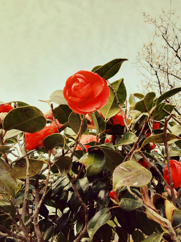 Red camellia