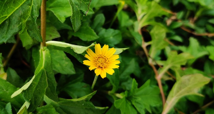 #nature #flowers #loveyellow