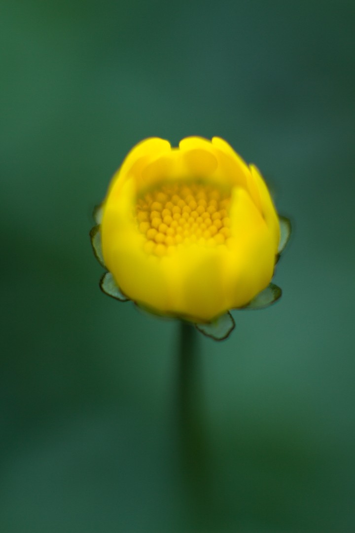녹색 배경의 노란 꽃