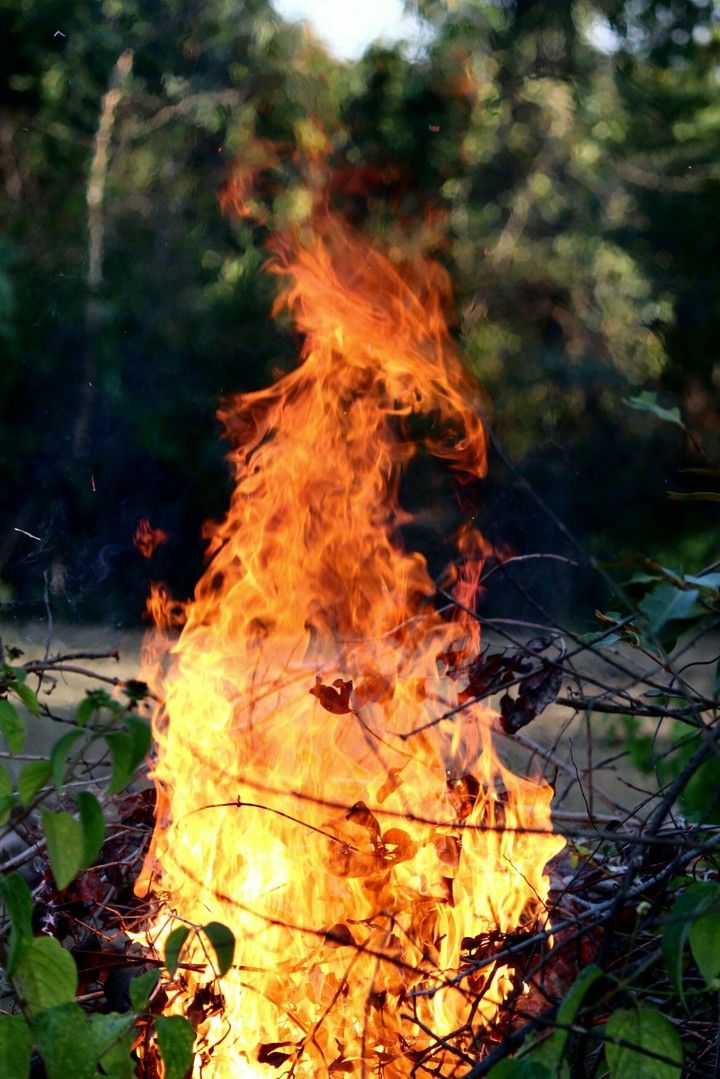 fire eagle