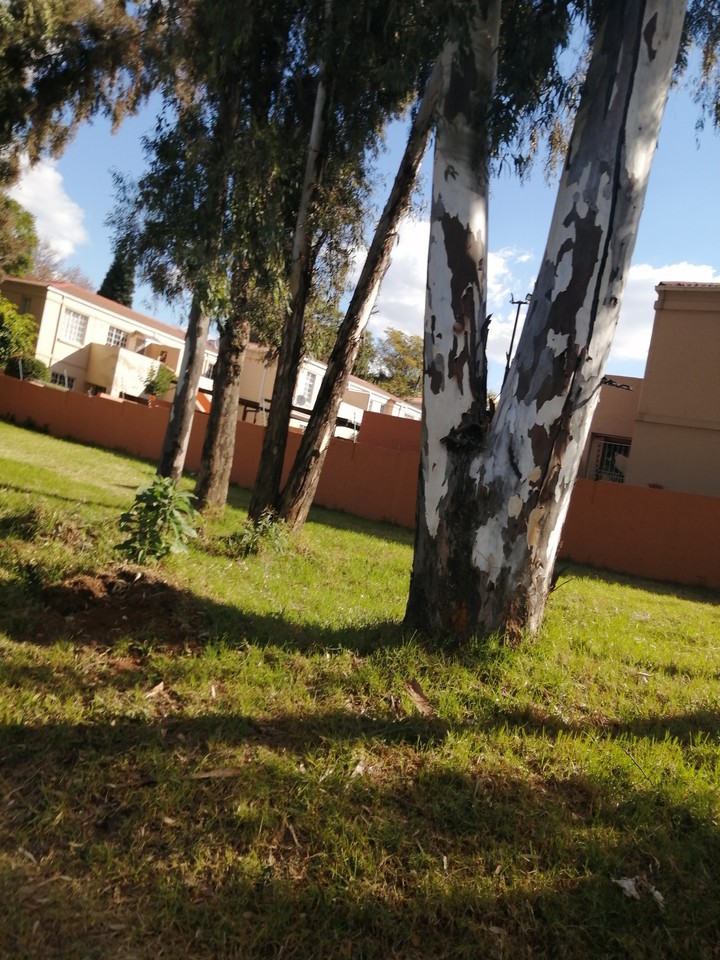 tree