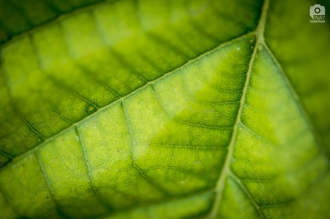 Nature Patterns