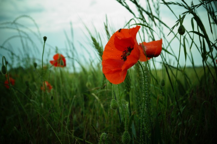 Poppy