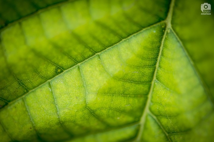 Nature Patterns
