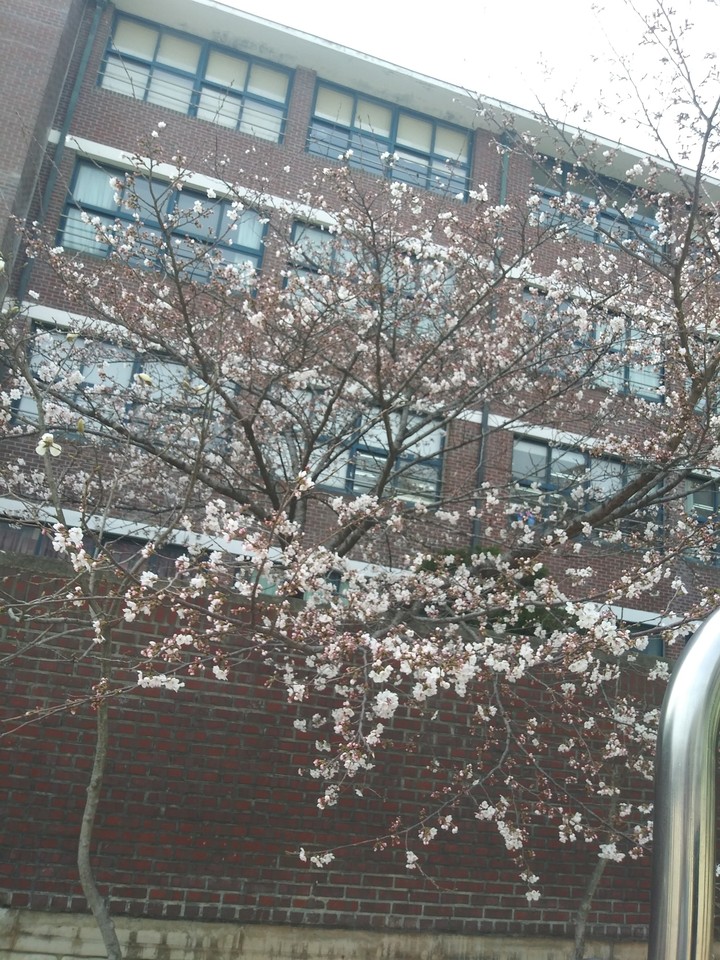 흩날리는 벚꽃잎