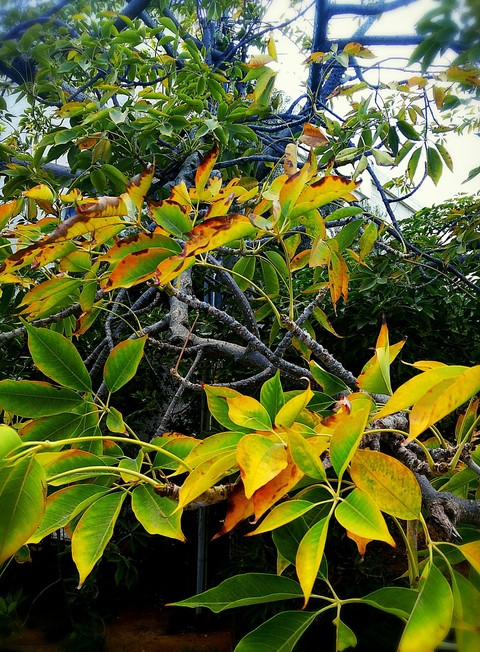 Leaves