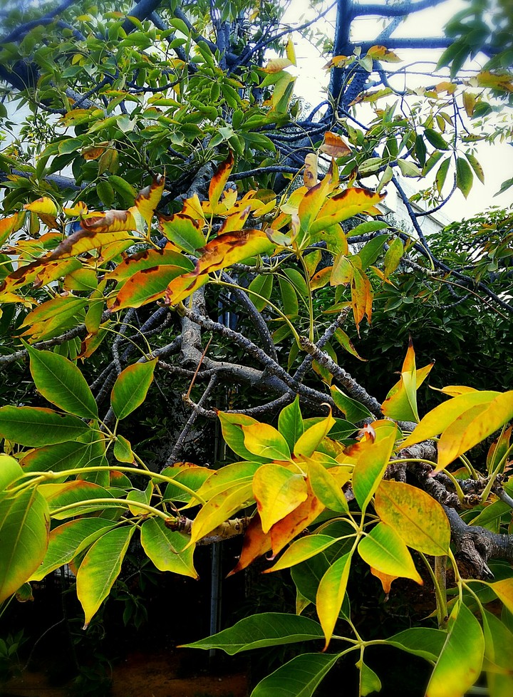 Leaves