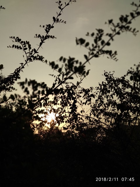 Sunrise