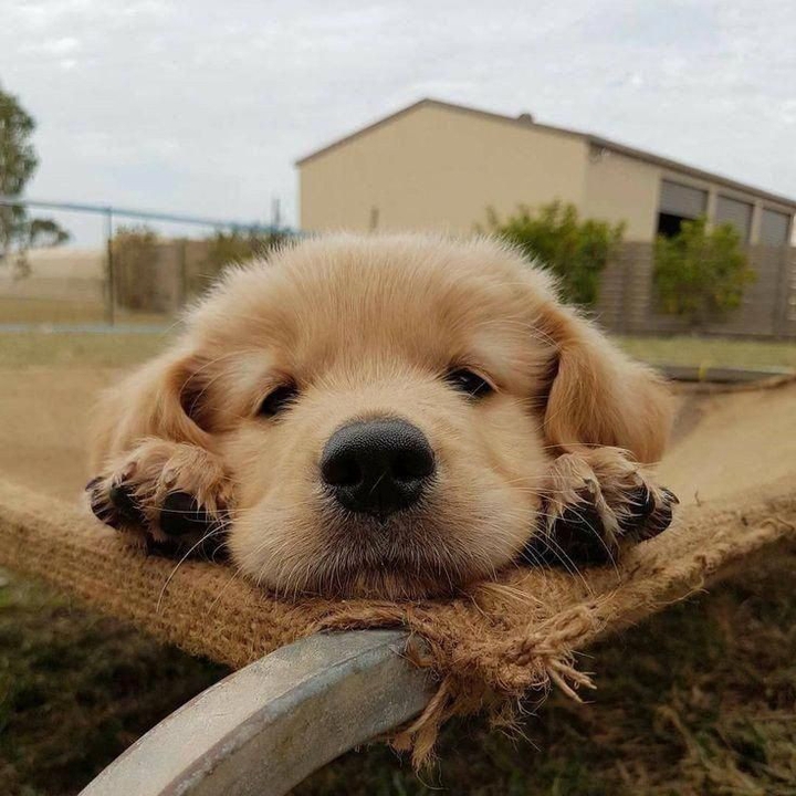 puppy