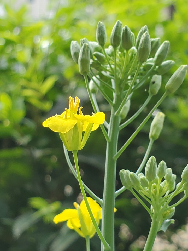 broccoli flower
