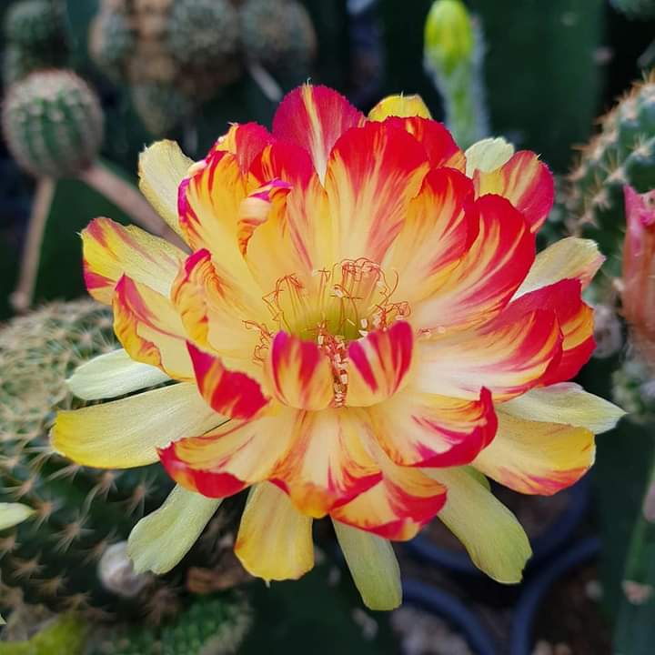 Cactus