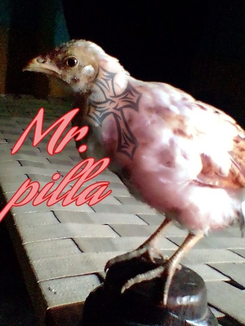 pilla