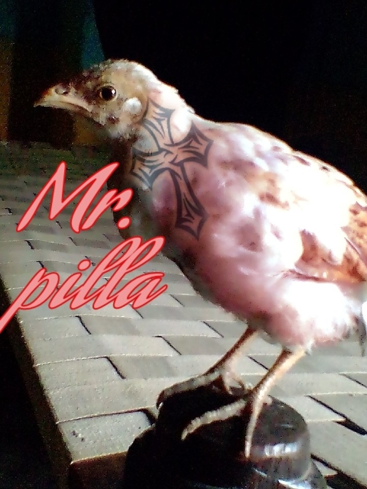 pilla