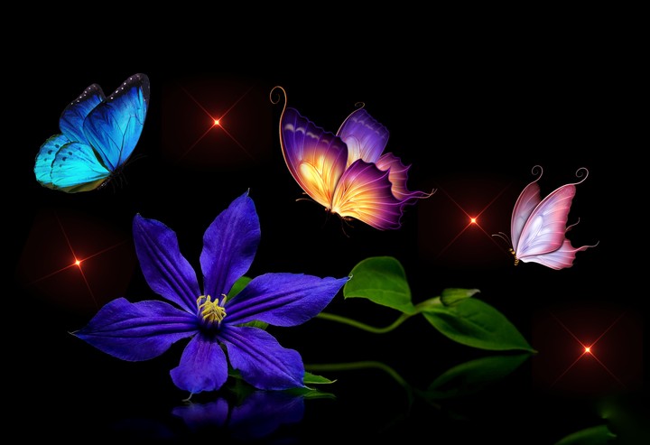 butterfly